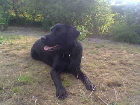 Blanding af racer Balou - Taget i vores have d. 17/8 2006 billede 3