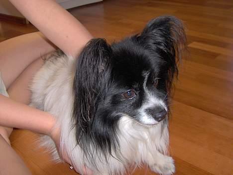 Papillon Tyson DØD:( billede 1