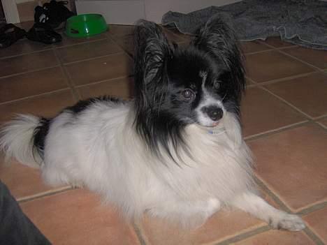 Papillon Tyson DØD:( billede 3