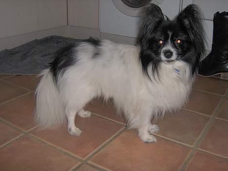 Papillon Tyson DØD:( billede 4