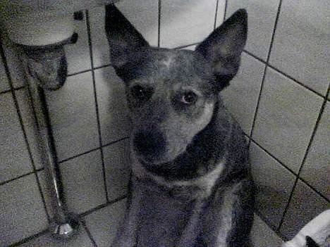 Australsk cattledog Tess - Ja jeg har ikke bedt at hende om at sidde under vasken på badeværelset og se ud som om hun skammer sig ;o) billede 5
