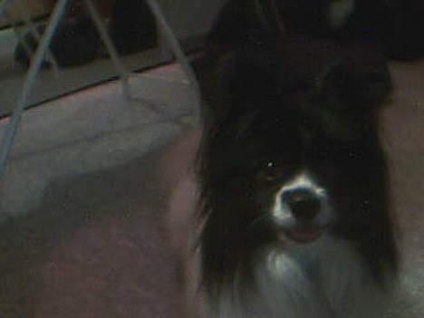 Papillon Tyson DØD:( billede 5