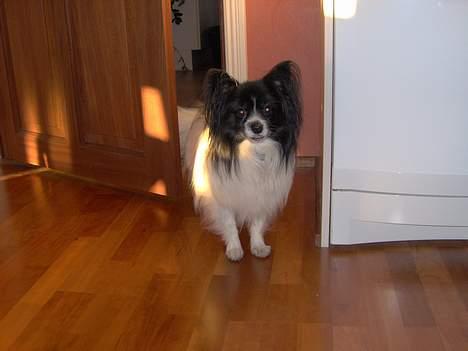 Papillon Tyson DØD:( billede 6