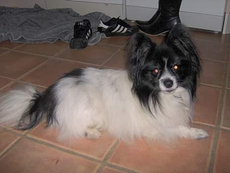 Papillon Tyson DØD:( billede 7