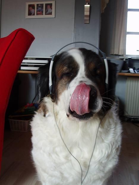 Sankt bernhardshund dejlig sambo<3<3<3 R.I.P. - velkommen til den skønne sambo´s profil... i er meget velkommene til a lægge en karakter og kommentar, så kigger jeg nemlig forbi jeres hund(e)... som i kan ser her så elsker hun bar når der er gang i den... billede 1