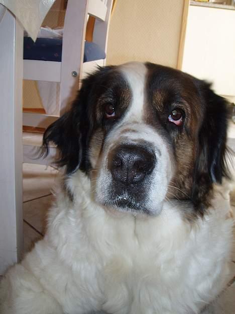 Sankt bernhardshund dejlig sambo<3<3<3 R.I.P. - tossehovedet billede 2