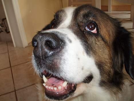 Sankt bernhardshund dejlig sambo<3<3<3 R.I.P. - fræksakken billede 3