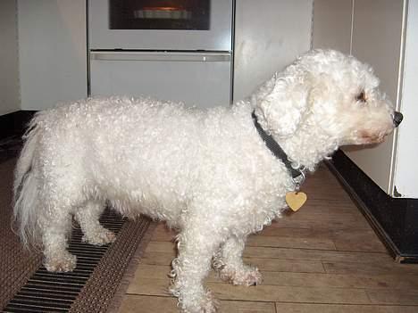 Bichon à poil frisé Oliver - davs jeg er Oliver billede 3