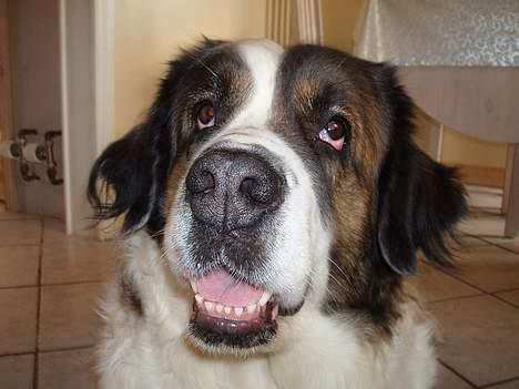 Sankt bernhardshund dejlig sambo<3<3<3 R.I.P. - igen!!! billede 4