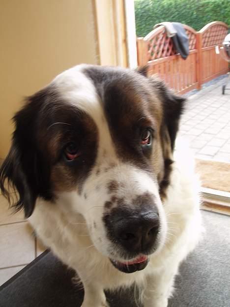 Sankt bernhardshund dejlig sambo<3<3<3 R.I.P. - og igen!!! billede 5