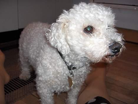 Bichon à poil frisé Oliver - nej jeg er ikke en puddel>___< jeg er en bichon frisé! billede 4