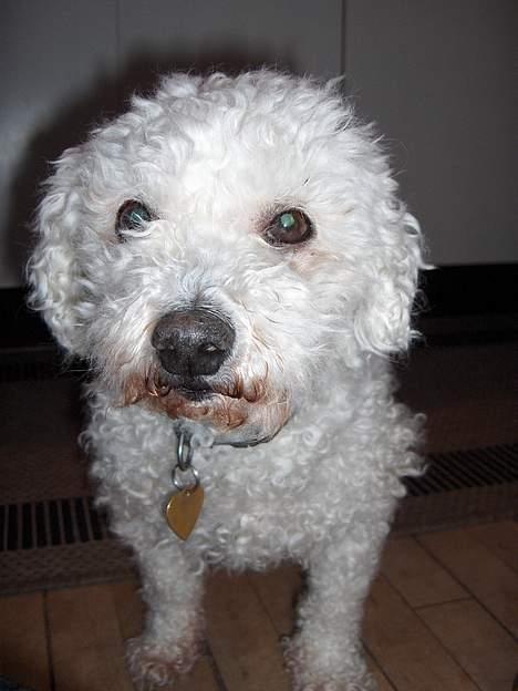 Bichon à poil frisé Oliver - snif snif billede 5