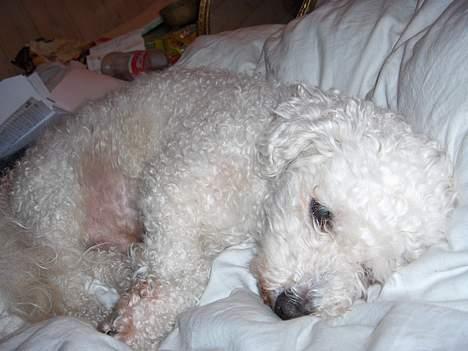 Bichon à poil frisé Oliver - nooooooo! jeg vil sove!! gå væk kamera!! billede 6