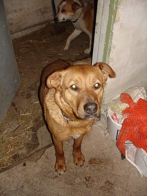 Blanding af racer Sascha - R.I.P - kom nu med maden mor!! billede 2