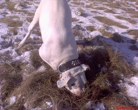 Dogo argentino Fang - fang har rigtig meget drift billede 1