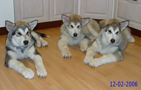 Alaskan malamute Unavoq's Dakotah Akiak - Akiak (midten) og hans 2 brødre Tuaq (venstre) & Yuma (højre) billede 9