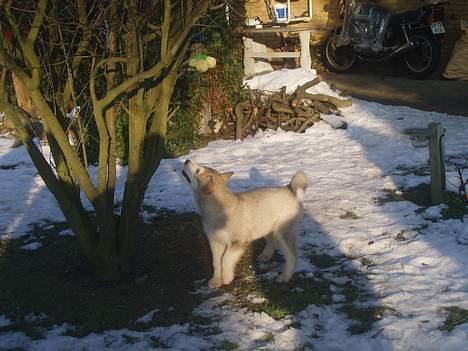 Alaskan malamute Unavoq's Dakotah Akiak - akiak på rov efter fuglekugler billede 10