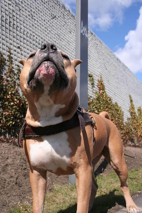 Amerikansk staffordshire terrier Nadia   *R.I.P.* billede 15