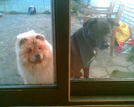 Blanding af racer Tazman - Tazman og hans "onkel", Chow´en Bølle. billede 20