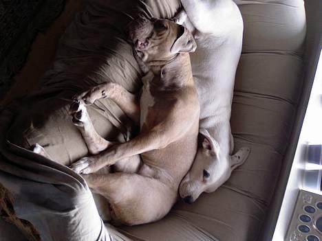 Dogo argentino Fang billede 2