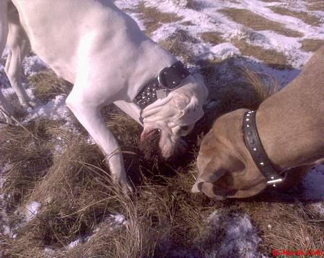 Dogo argentino Fang - så du ogs den mus??? billede 3