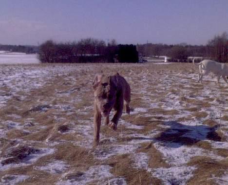 Blanding af racer bulli..  - jeg kommer og tar dig billede 1