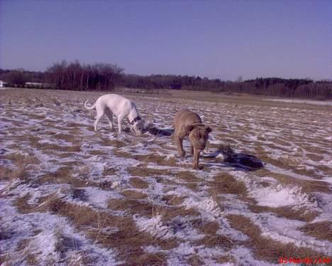 Blanding af racer bulli..  billede 2