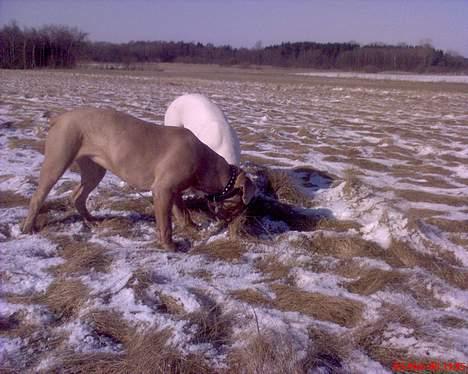 Blanding af racer bulli..  billede 3