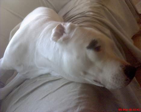 Dogo argentino Fang billede 4