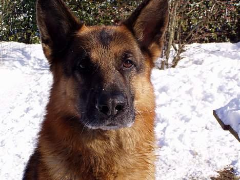 Schæferhund Nyholms Carl *RIP* billede 13