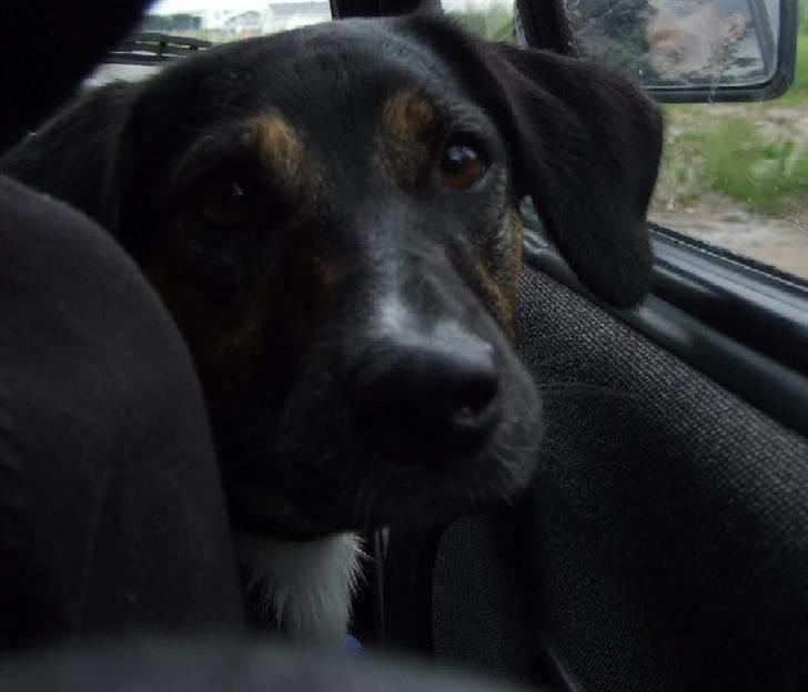 Blanding af racer Snemand billede 10