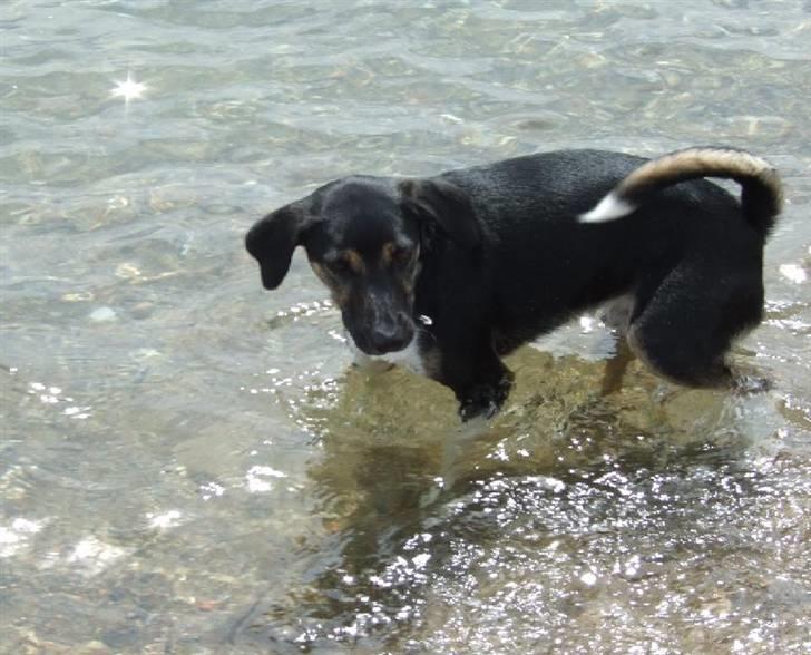 Blanding af racer Snemand billede 11