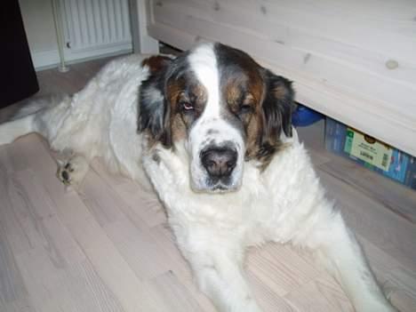 Sankt bernhardshund dejlig sambo<3<3<3 R.I.P. - lige vågnet!!! billede 7
