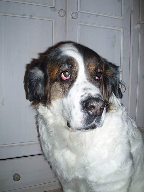 Sankt bernhardshund dejlig sambo<3<3<3 R.I.P. - er lidt genert!!! billede 8