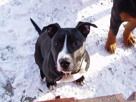 Amerikansk staffordshire terrier Oskar - Hallo. Er jeg ikke yndig? billede 1