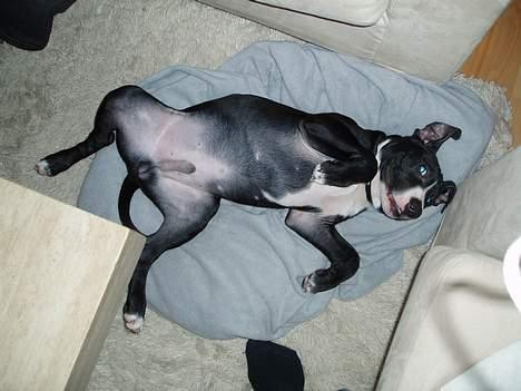 Amerikansk staffordshire terrier Oskar - Jeg Elsker at rulle. billede 2