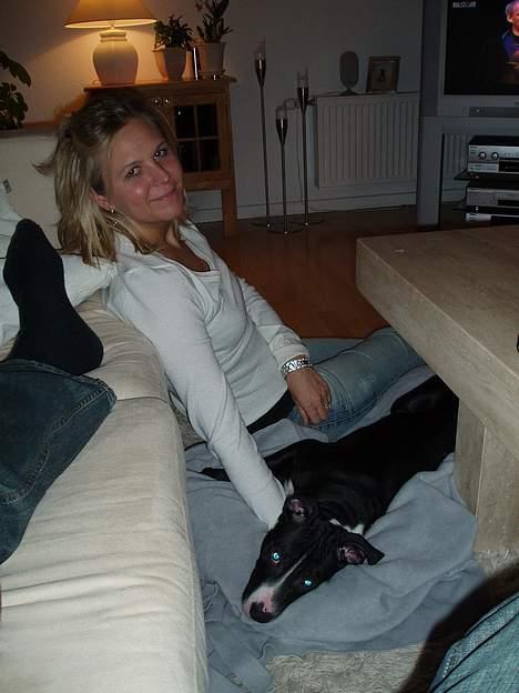 Amerikansk staffordshire terrier Oskar - Når jeg ikke må være i sofaen må "Mor" komme ned på gulvet. billede 3