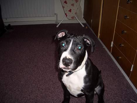 Amerikansk staffordshire terrier Oskar - hej... billede 4