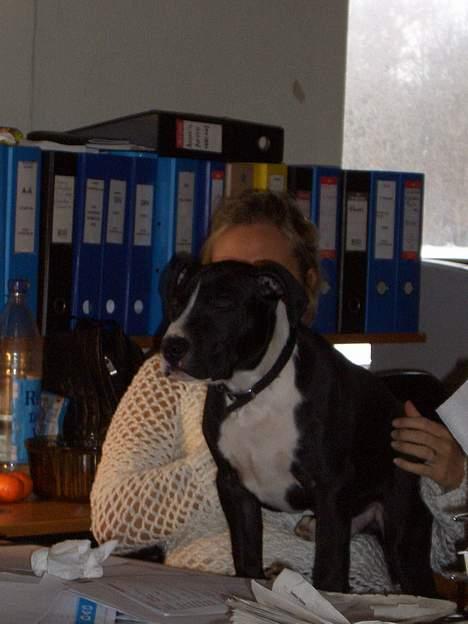 Amerikansk staffordshire terrier Oskar - Jeg er altid med på kontoret. billede 5