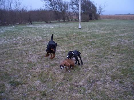 Amerikansk staffordshire terrier Oskar - Vi leger rigtig godt. billede 6