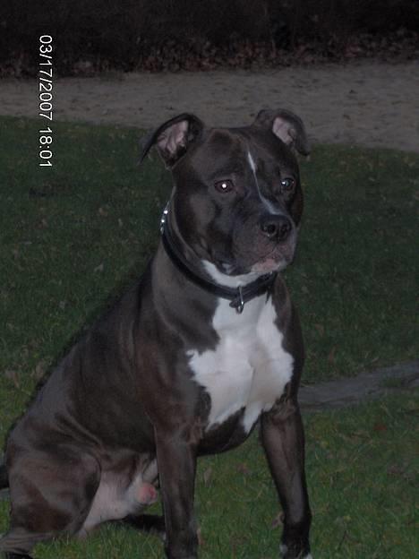 Amerikansk staffordshire terrier Cosmo billede 1