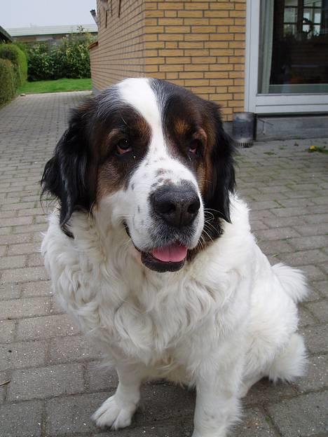 Sankt bernhardshund dejlig sambo<3<3<3 R.I.P. - den skønne uden for... billede 9