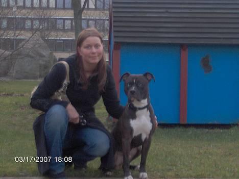 Amerikansk staffordshire terrier Cosmo - Han ligger og sover. Meget afslappet som i kan se :o) billede 2