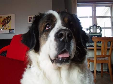 Sankt bernhardshund dejlig sambo<3<3<3 R.I.P. - heyyy hva lawr du??? billede 10