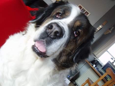 Sankt bernhardshund dejlig sambo<3<3<3 R.I.P. - kom vist lidt skævt ind!!! billede 11