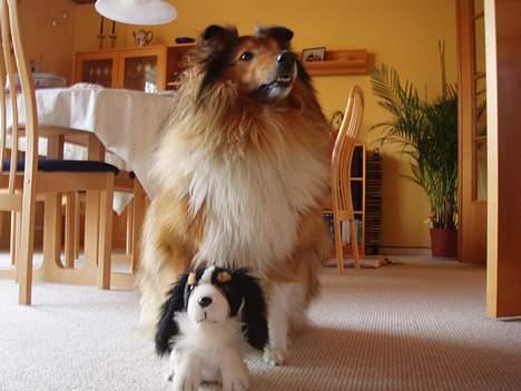 Shetland sheepdog Simba - Det er min bamse...rigtig sød :) billede 8