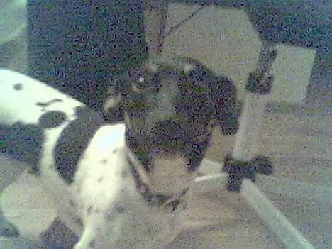 Blanding af racer Freja billede 1