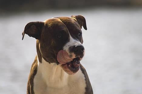 Amerikansk staffordshire terrier Cæcar - Tosafoto billede 2