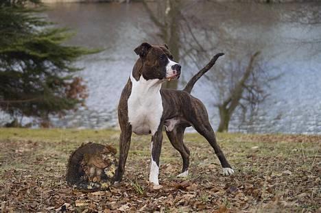 Amerikansk staffordshire terrier Cæcar - Tosafoto billede 3