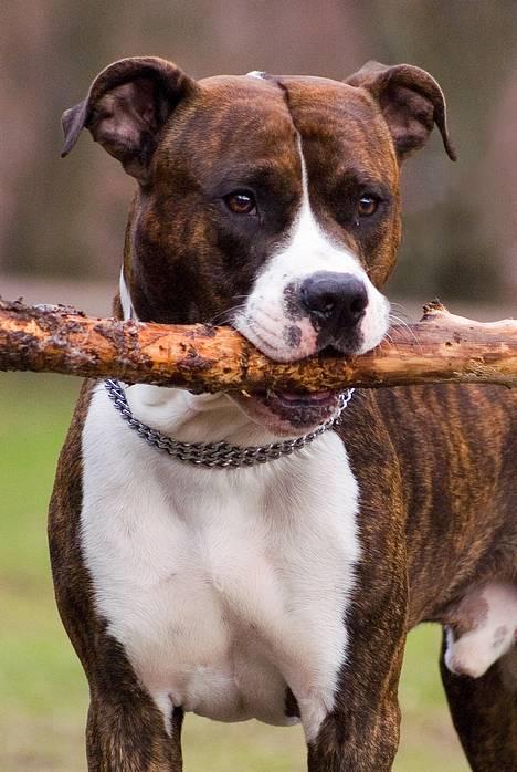 Amerikansk staffordshire terrier Cæcar - Tosafoto billede 4